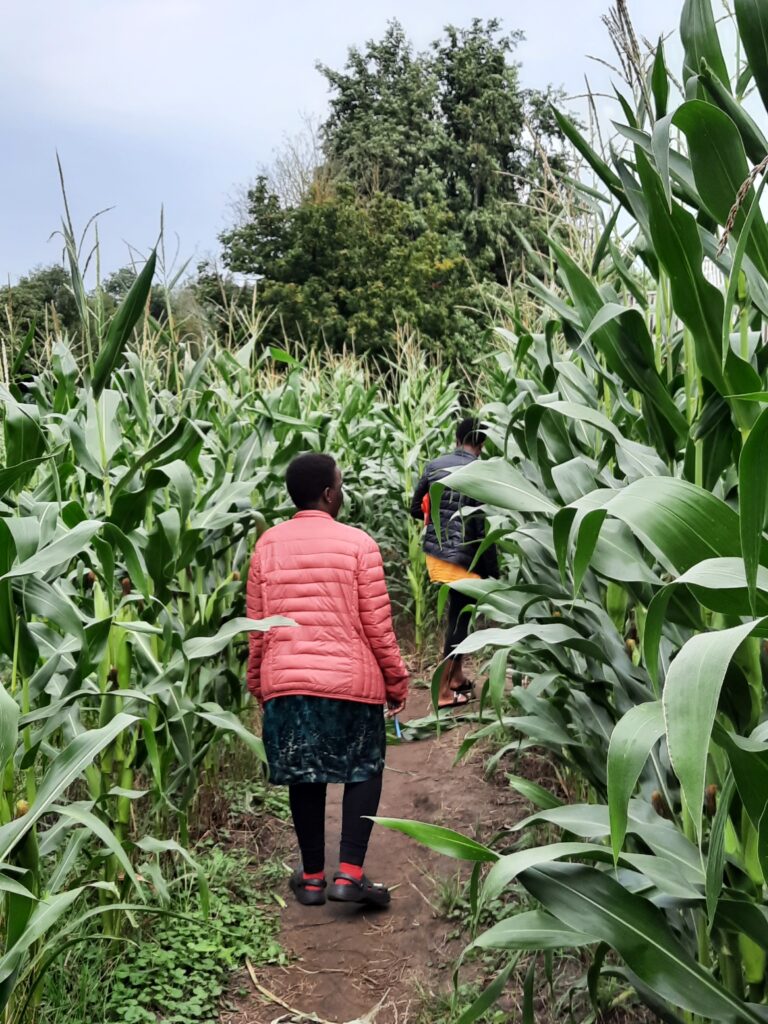 Corn maze at Steck